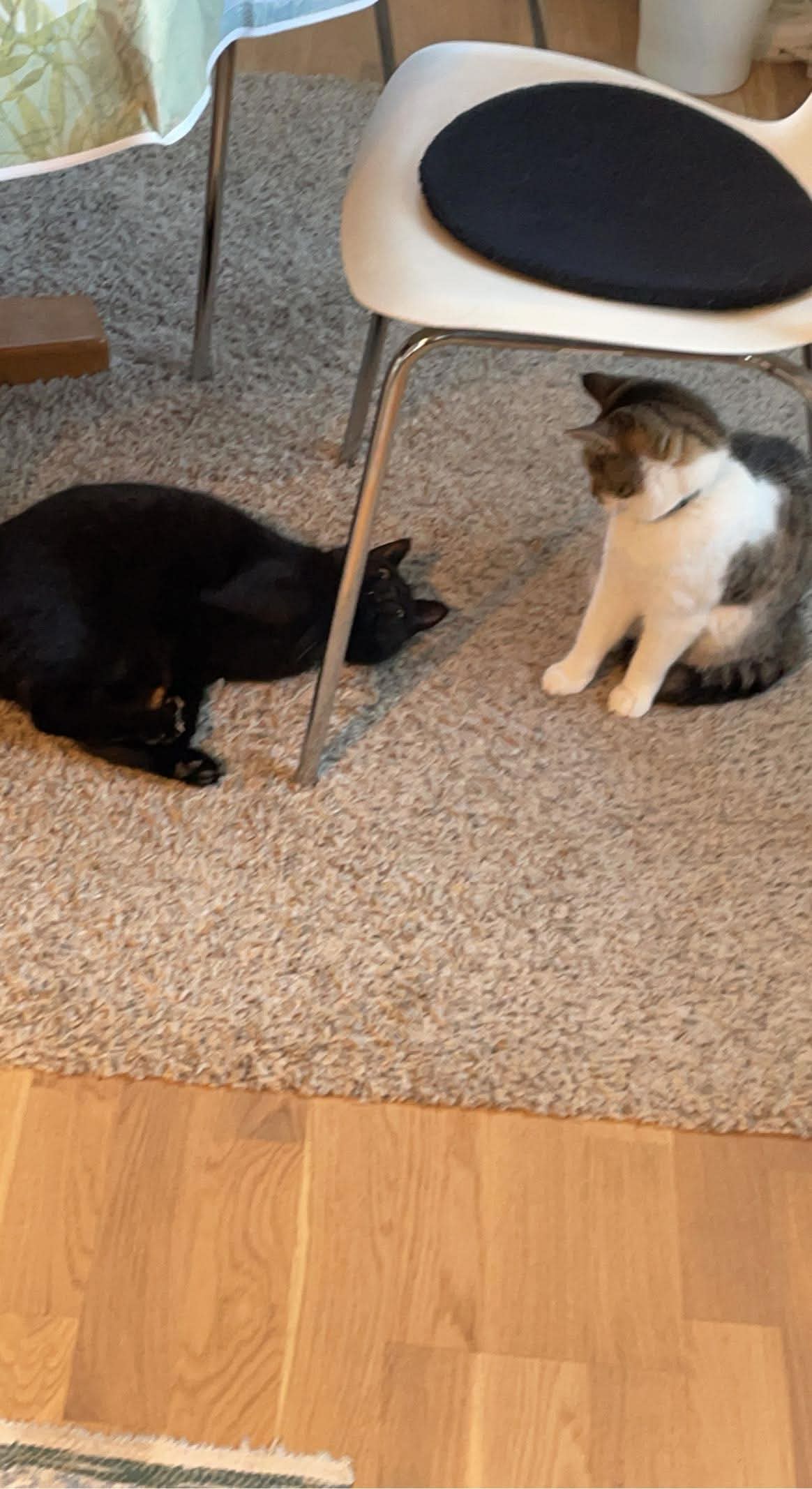 Hedda & Alice