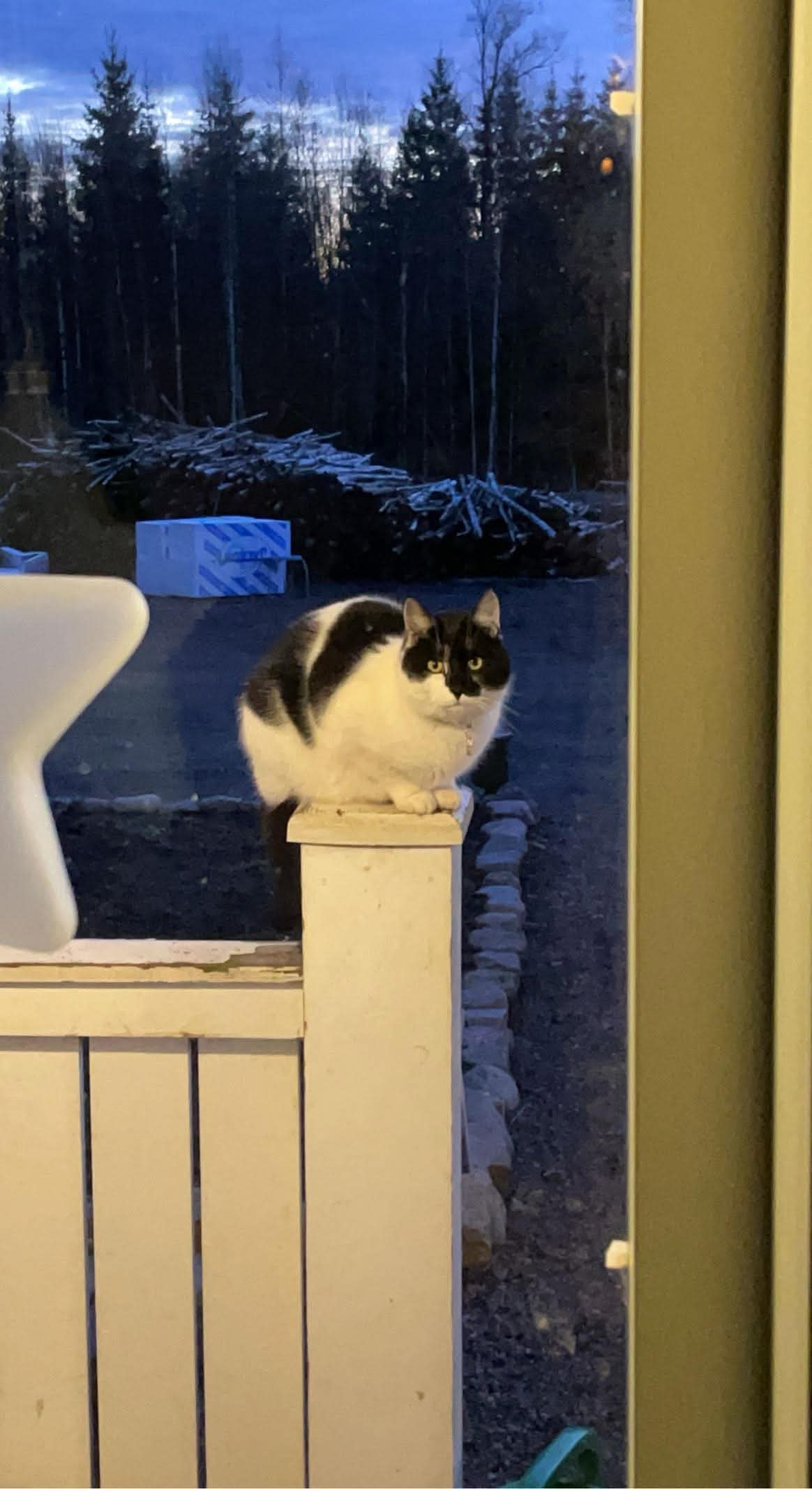 Elvis
