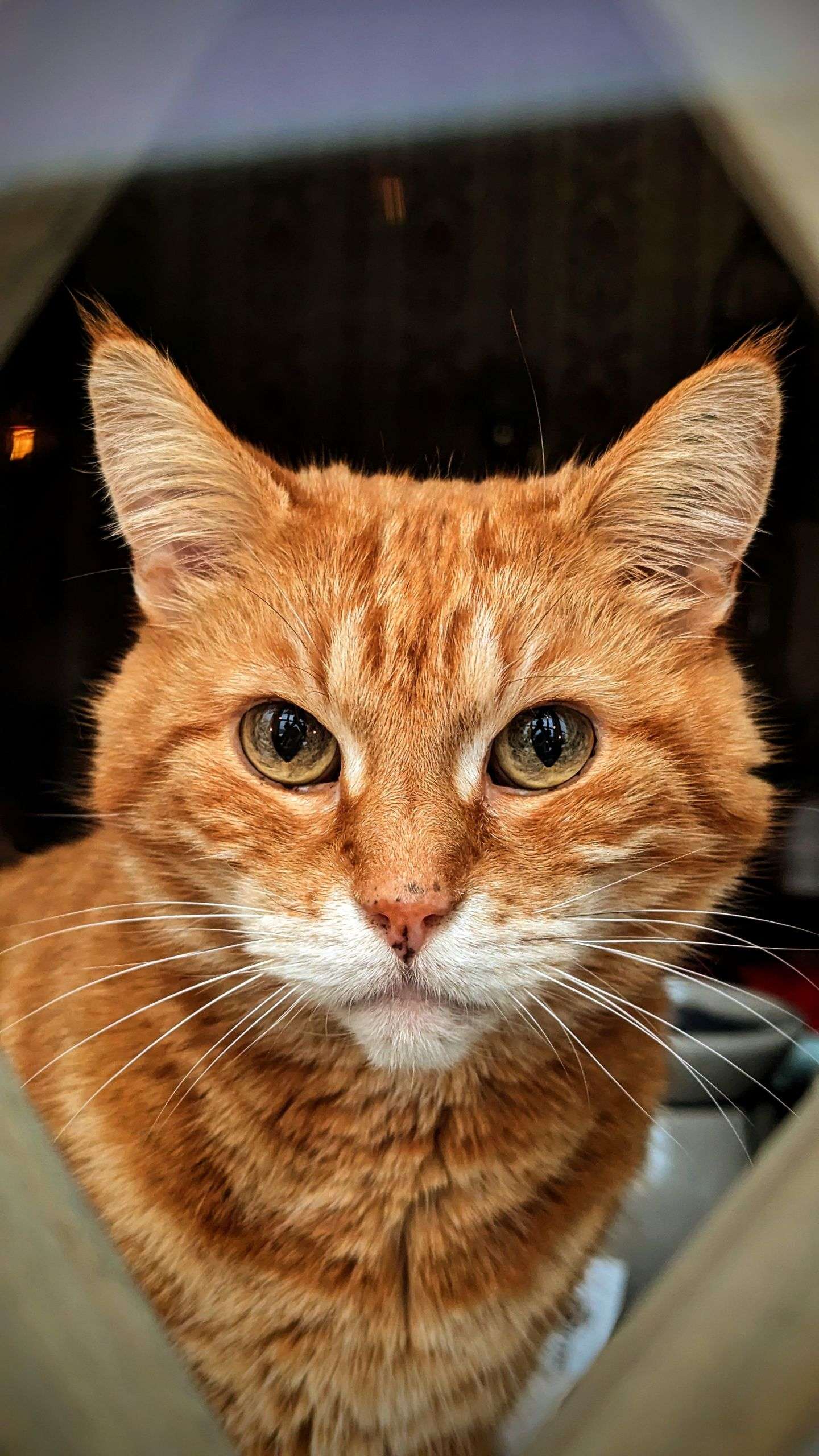 Garfield